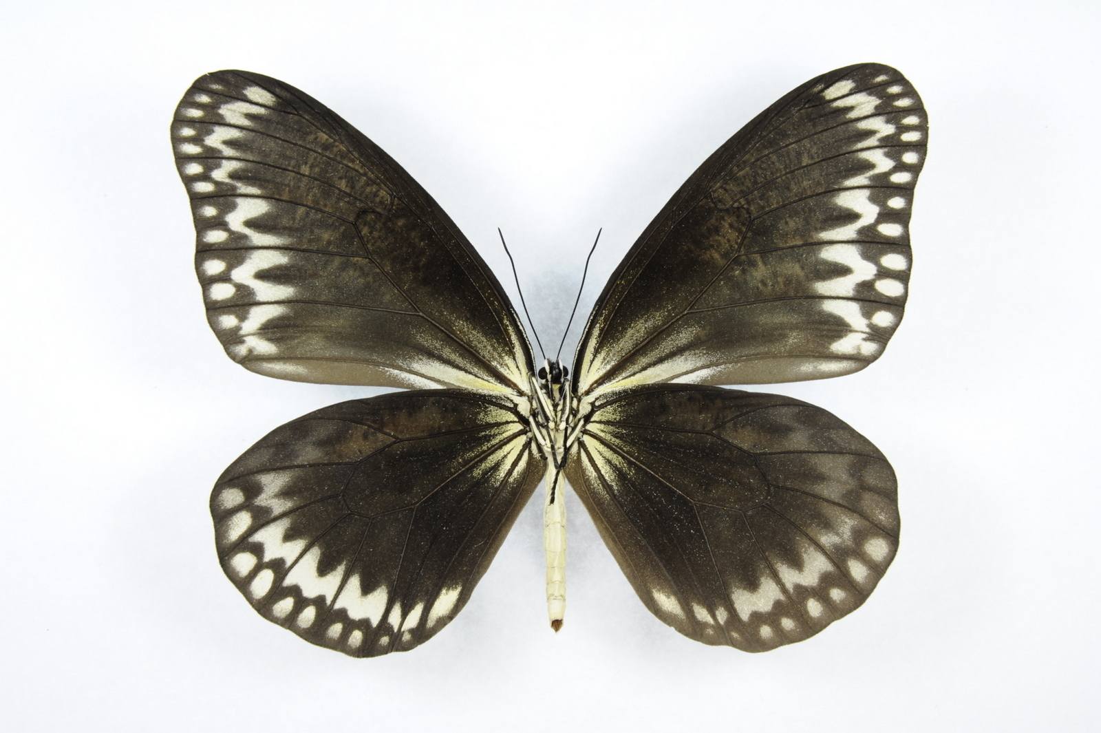 Idea hypermnestra linteata BLACK ABERRATION underside (Tapah Hill, Perak, Malaysia) (Internet Image property of respective owner, non-commercial use only)